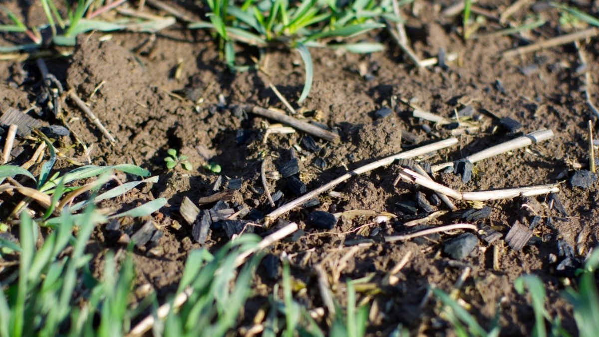Close-up photograph of black biochar chips on soil with young plants.